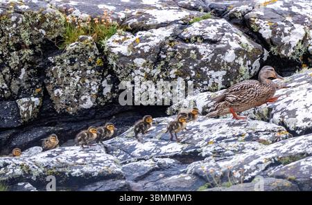 Stockenten-Enten und Enten an der Küste, Isle of Barra, Äußere Hebriden, Schottland. Stockfoto