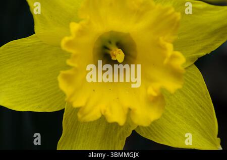 Extreme Nahaufnahme einer gelben Narzissen-Blume Stockfoto