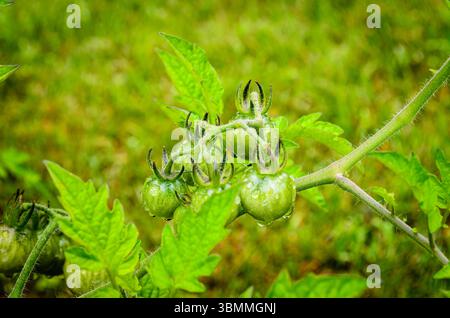 Nahaufnahme einer Gruppe grüner Kirschtomaten, bedeckt mit Tau und unscharfem Hintergrund Stockfoto
