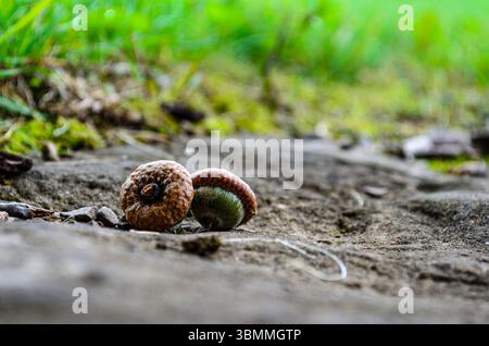 Nahaufnahme von zwei Eicheln, die auf einem Felsen sitzen, mit Gras im unscharfen Hintergrund Stockfoto