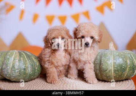 Zwei rote Spielzeugpudelwelpen mit lockigem Aprikosenfell sitzen zwischen grünen Kürbissen vor orangefarbenen Festflaggen Stockfoto