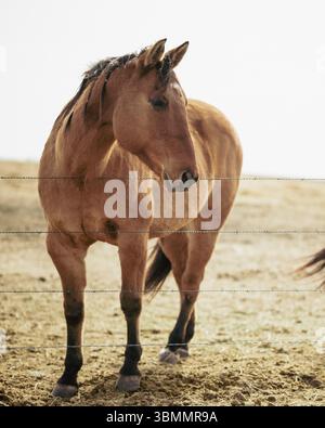 Stehendes braunes Pferd hinter Drahtzaun Stockfoto
