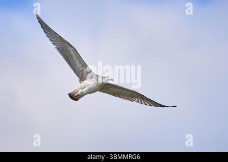 Europäische Heringsmöwe im Flug (Larus argentatus) Stockfoto