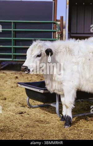 Nahaufnahme der jungen weißen Kuh beim Futterhäuschen Stockfoto