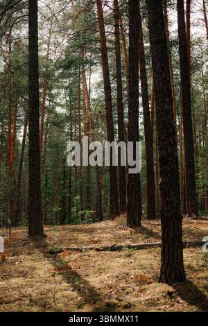 Hohe gerade Kiefernstämme werfen lange Schatten über trockenen Waldboden, der mit Moosnadeln bedeckt ist. Stockfoto