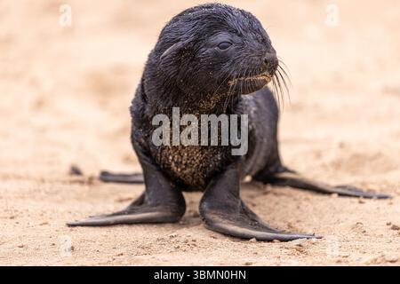 Pelzrobben am Cape Cross, Namibia Stockfoto