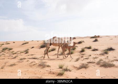 Kamele im Wahiba Sands, auch bekannt als Sharqiya Sands im Oman Stockfoto