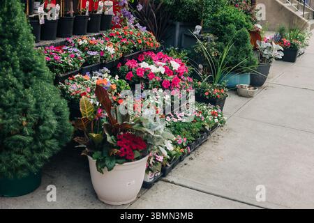 Bunte Blumen sind ordentlich in Töpfen angeordnet, die verschiedene Arten präsentieren und das Ambiente im Freien verbessern. Stockfoto