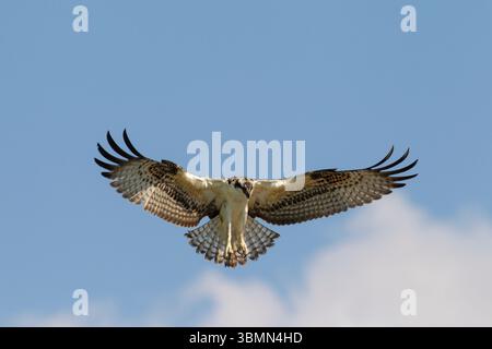 Osprey, Pandion haliaetus, erwachsener Vogel im Flug, Banff National Park, Alberta, Kanada Stockfoto