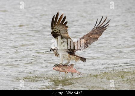 Osprey, Pandion haliaetus, adulter Adler mit Fisch, Mecklenburg-Vorpommern, Deutschland Stockfoto