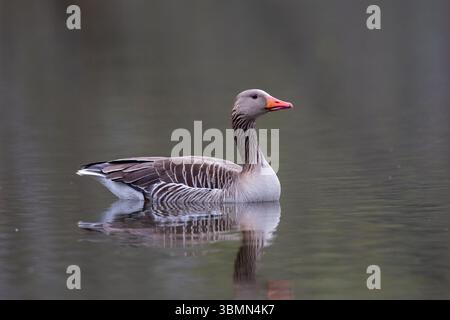 Graugans, Anser Anser, Schwimmgans, Schleswig-Holstein, Deutschland Stockfoto