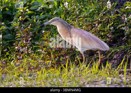 Räucherreiher (Ardeola ralloides) am Ufer am See. Stockfoto