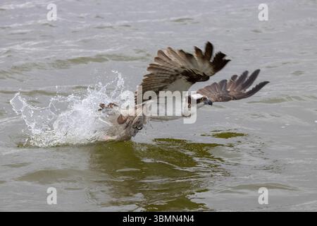 Osprey, Pandion haliaetus, adulter Adler mit Fisch, Mecklenburg-Vorpommern, Deutschland Stockfoto