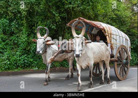 Bullock Cart, Kumily, Bundesstaat Kerala, Südindien, Asien Stockfoto