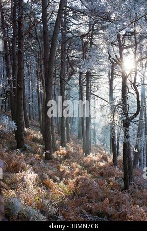 Raureif an den Bäumen im Pfälzerwald, Maikammer, Rheinland-Pfalz, Deutschland Stockfoto