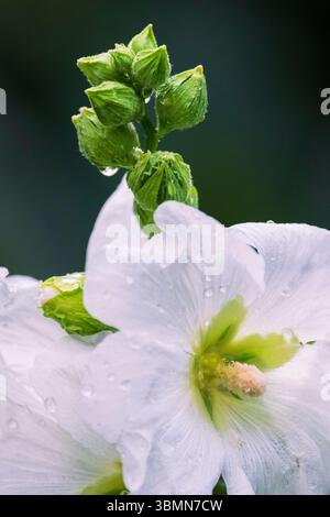 Weißes Hollyhock-Blumenporträt Stockfoto