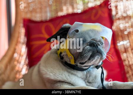 Kleiner Älterer Beiger Mops Hund Ist Blind. Er trägt Augenschutz, damit er sich nicht selbst ins Auge stößt, wenn er schnüffelt. Das Plastikvisier hat Eine Lo genommen Stockfoto
