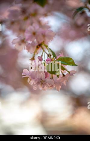 Nahaufnahme von rosa Kirschblüten (Prunus cerasus) auf einem Zweig vor verschwommenem Hintergrund, Wernigerode, Sachsen-Anhalt, Deutschland Stockfoto