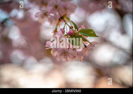 Zarte rosa Kirschblüten (Prunus cerasus) auf einem Zweig mit verschwommenem Hintergrund in Pastelltönen, Wernigerode, Sachsen-Anhalt, Deutschland Stockfoto