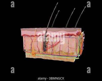 Darstellung eines Querschnitts der menschlichen Hautschichten einschließlich Epidermis, Dermis und Hypodermis. Stockfoto