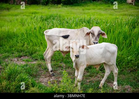 Zwei weiße Kühe stehen auf einem grasbewachsenen Feld mit grüner Vegetation im Hintergrund Stockfoto