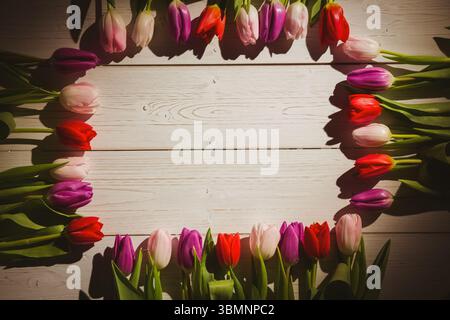 Anordnung flacher lila rosa weißer Tulpenblüten und grüner Blätter auf weißer Planke, Kopierraum Stockfoto