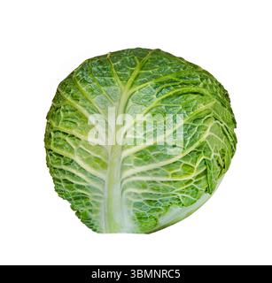 Grünkohl. Reifer savoyenkohl. Frischer wirsingkohl isoliert auf weißem Hintergrund. Stockfoto