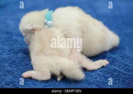 Zwei neugeborene 1 Woche alte Ragdoll-Kätzchen schlafen mit geschlossenen Augen auf der Decke, Hauskatze Stockfoto