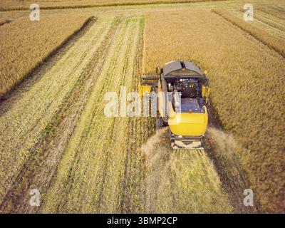 Mähdrescher arbeiten auf dem großen Weizenfeld. Luftansicht des Mähdreschers Stockfoto