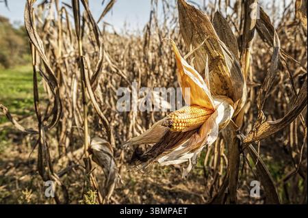Maiskolben am Stiel auf dem Feld. Bereit für die Ernte Stockfoto