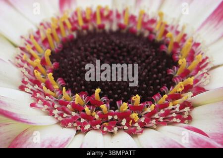 Makro eines rosa-weißen Gerbera Daisy Zentrums Stockfoto