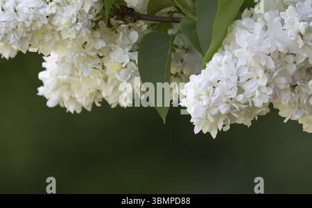 White lilac Syringa vulgaris Familie Oleaceae Makro Stockfoto