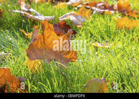 Trockenes Ahornblatt, das auf grünem Gras in der Sonne liegt. Geringe Schärfentiefe. Herbstsaison. Naturkonzept Stockfoto
