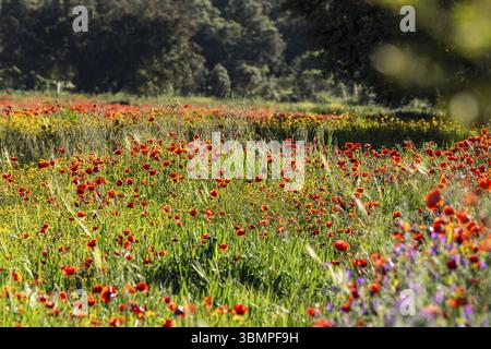 Blühende bewaldete Graslandschaften im Frühjahr, in der Nähe von Cazalla de La Sierra, Sierra Morena, Sierra Norte de Sevilla, Provinz Sevilla, Andalusien Stockfoto