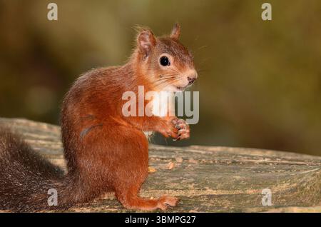 Erwachsenes rotes Eichhörnchen. Brownsea Island, Dorset, Großbritannien Stockfoto