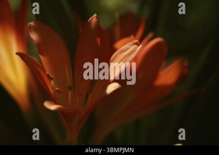 Clivia, Clivia, Blumenarten, Blumenorte, Blumen finden, Orange, Orange, Orange, Clivias, Clivienbluete, Clivienbluete, Zimmerpflanze, Begrüßung ca. Stockfoto