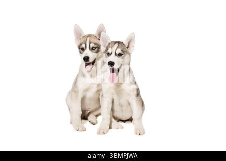Zwei Welpen züchten die Huskies isoliert auf weißem Hintergrund. Die charismatischsten Welpen Stockfoto