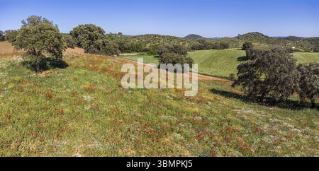 Blühende bewaldete Graslandschaften im Frühjahr, in der Nähe von Cazalla de La Sierra, Sierra Morena, Sierra Norte de Sevilla, Provinz Sevilla, Andalusien Stockfoto