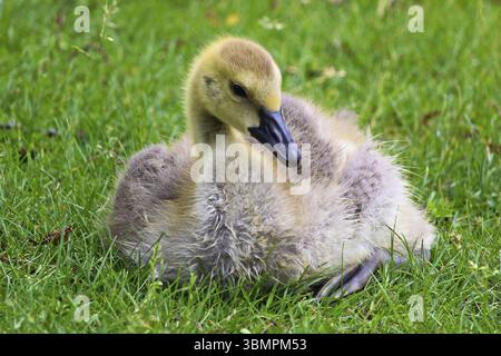 Nahaufnahme einer jungen Kanadas-Gans, die im Gras sitzt Stockfoto
