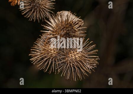 Arctium lappa reife Blüten einer Klette, bereit, sich an Mensch und Tier zu binden Stockfoto
