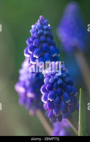 Die leuchtenden lila Traubenhyazinthe Muscari armeniacum Blüten des Frühlings werden von Tautropfen erfasst und zeigen die Schönheit einer Blüte Stockfoto