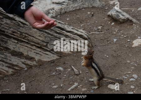 Streifenhörnchen, das auf Hinterbeinen steht und auf eine menschliche Hand greift. Stockfoto
