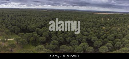 Kiefernwald von San Walabonso, Niebla, Huelva, Andalusien, Spanien, Europa Stockfoto