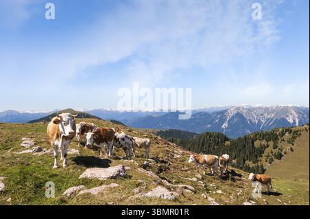 Kühe auf der Seiser Alm, der größten Hochalpenwiese Europas, atemberaubende Felsenberge im Hintergrund Stockfoto