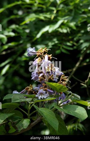 Paulownia tomentosa „Lilacina“ Stockfoto
