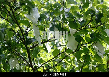 Davidia involucrata, Taschentuch, Blumen. Stockfoto