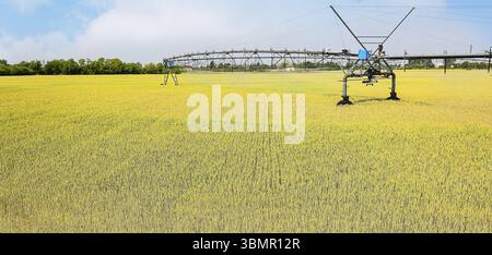 Bewässerungssystem auf Rädern im Weizenfeld. Landwirtschaftliche Technologien Stockfoto
