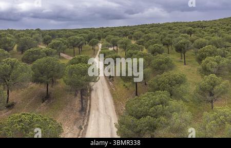 Kiefernwald von San Walabonso, Niebla, Huelva, Andalusien, Spanien, Europa Stockfoto