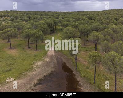 Stausee und Kiefernwald von San Walabonso, Niebla, Huelva, Andalusien, Spanien, Europa Stockfoto