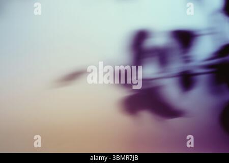 Natürlicher Laubschatten auf verlaufendem Papierhintergrund. Abstrakter blauer und lila Blumenhintergrund. Weiches Licht Stockfoto